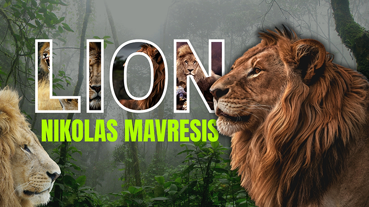 Lion by Nikolas Mavresis - Video Download